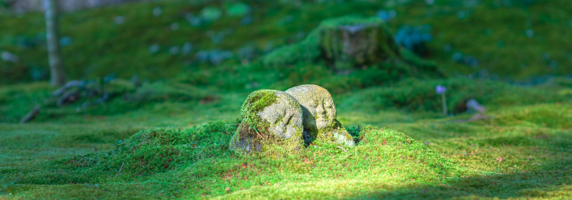 Conservación Ambiental